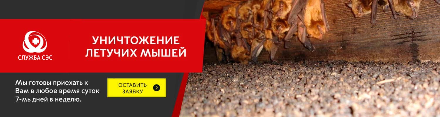 Уничтожение летучих мышей в Румянцево